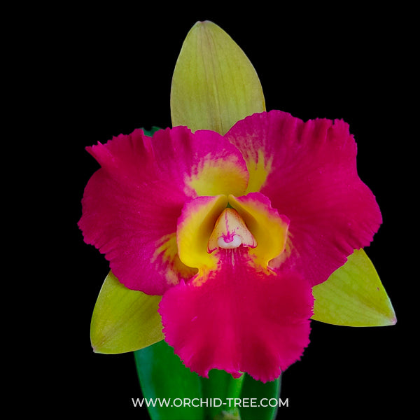 Cattleya Qing Ming Beauty 'Brilliant' - BS