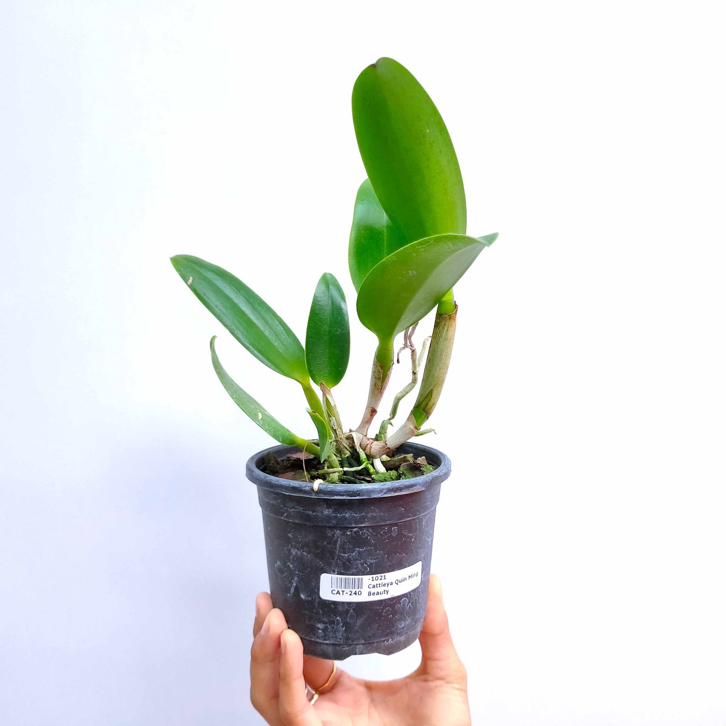 Cattleya Qing Ming Beauty 'Brilliant' - BS