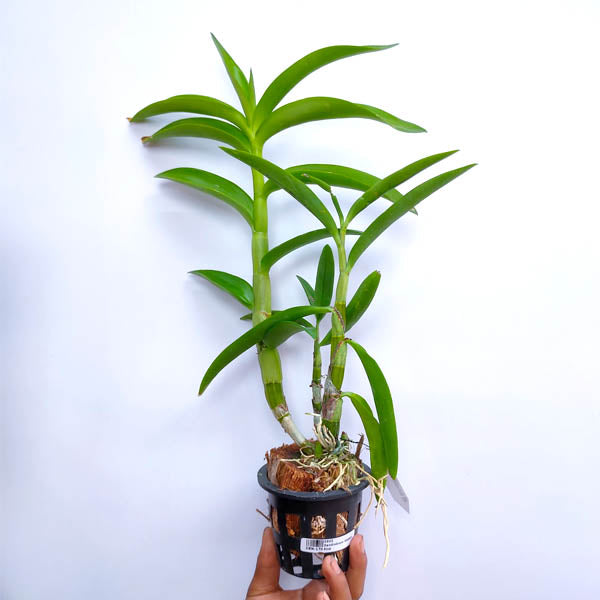 Dendrobium Rabbit Pink - FF