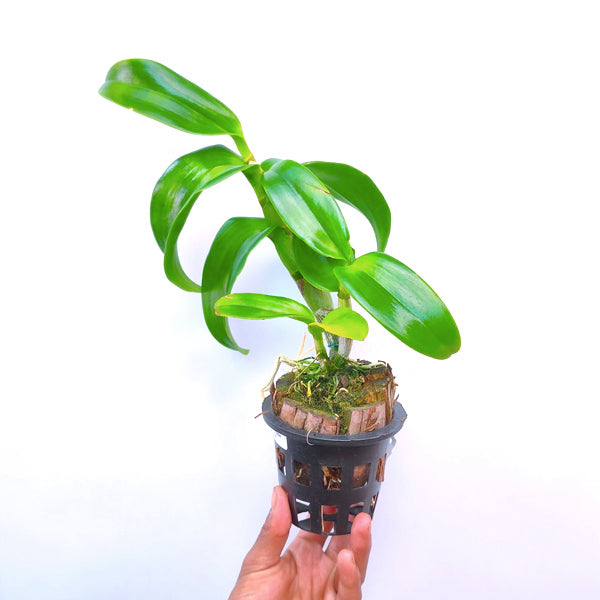 Dendrobium Rabbit Yellow Big lip - BS