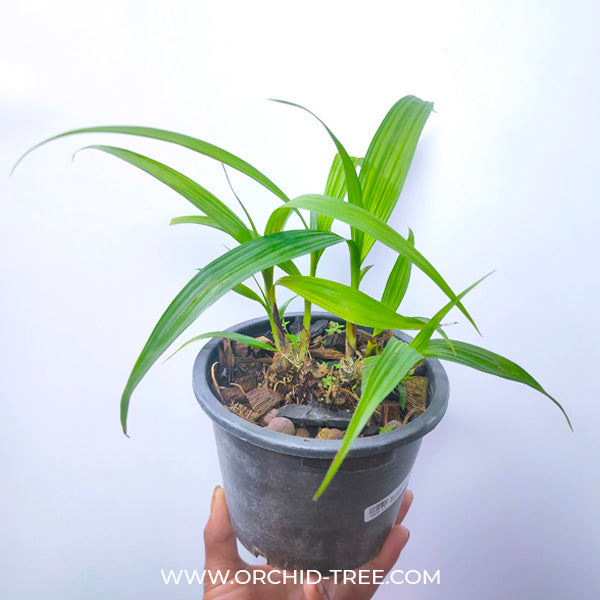 Spathoglottis Yellow Rainbow - Without Flowers | BS