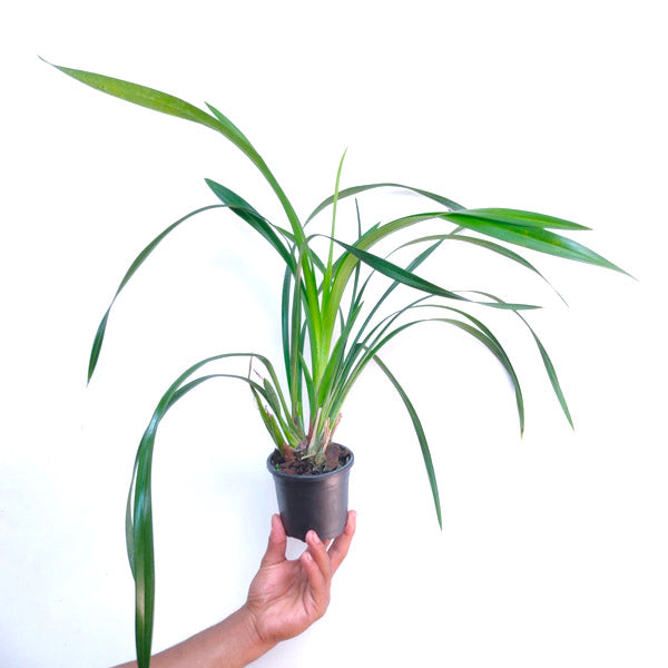Cymbidium Rattanakosin - BS