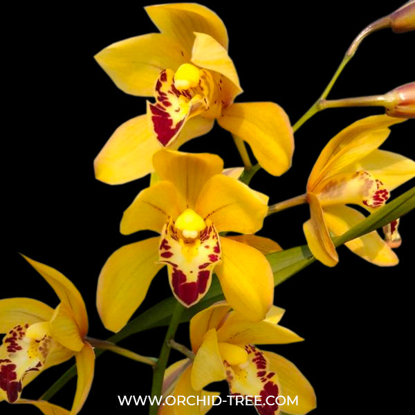 Cymbidium Rattanakosin - BS