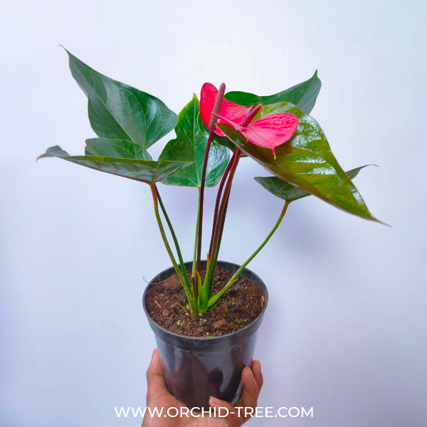 Anthurium Blood Red - FF