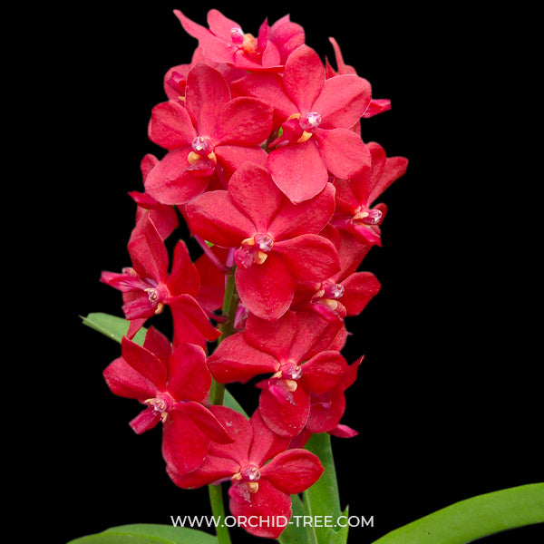 Vandachostylis Crownfox Red Gem - BS