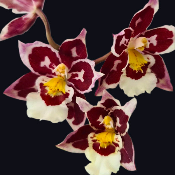Oncidium Hwuluduen Ruby Gem 'Diana' - | BS
