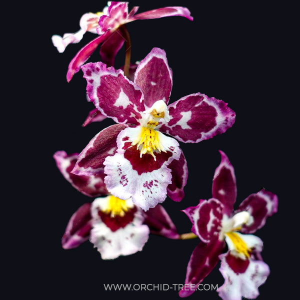 Oncidium Hwuluduen Ruby Gem 'Diana' - | BS