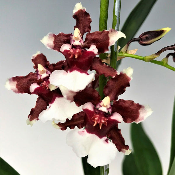 Oncidium Heaven Scent Redolence - FF