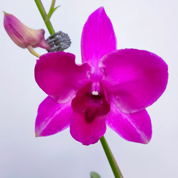 Dendrobium Red Splash - BS