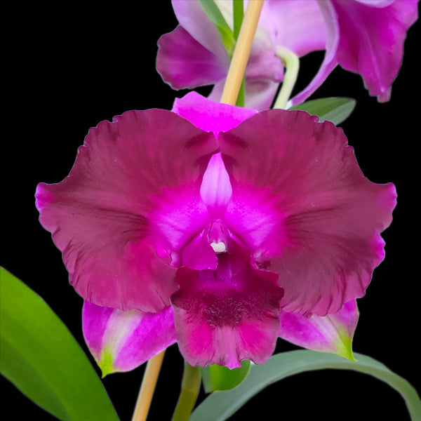 Dendrobium Red Splash - BS
