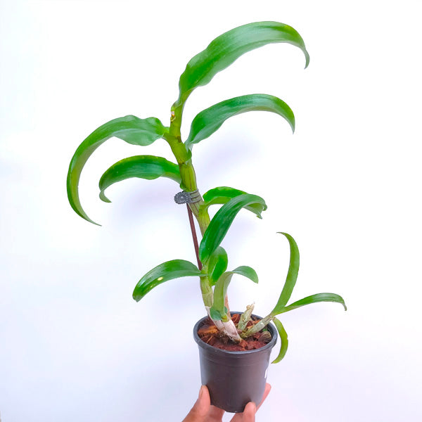 Dendrobium Red Splash - BS