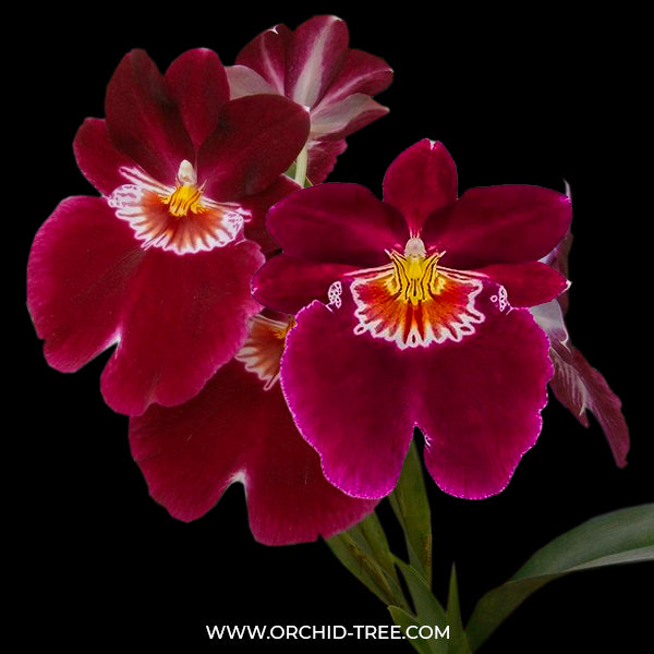 Miltoniopsis (Onc) Red Tide - BS