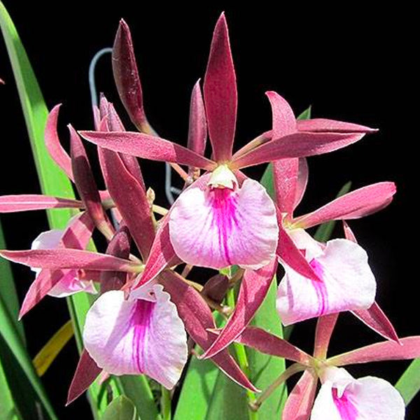 Cattleya Encyvola Jairak Treasure Red Trogon - BS