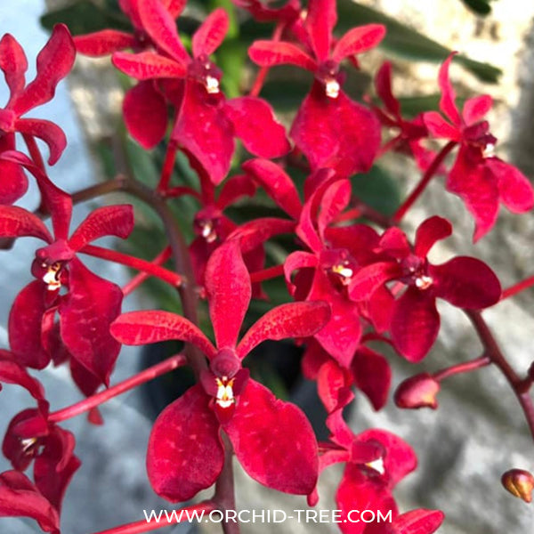 Renanthera Gerald Tan - MS