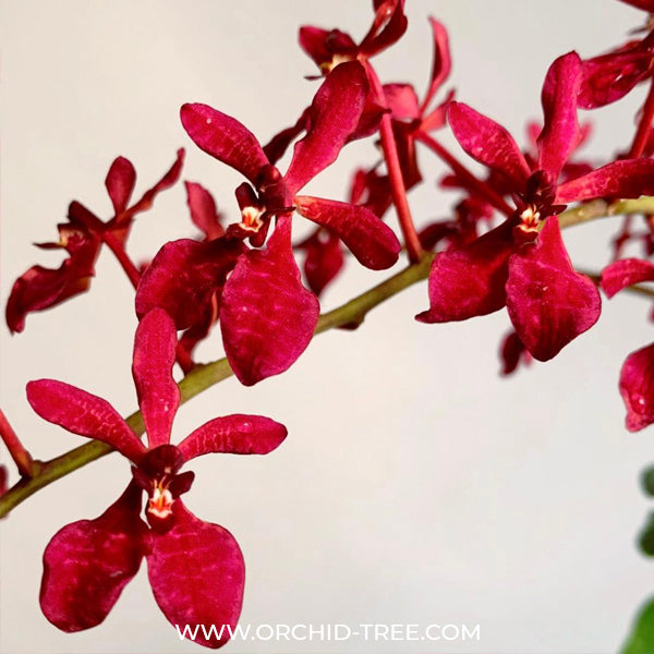 Renanthera Gerald Tan - MS