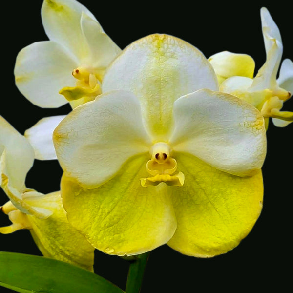 Vanda Renu Gold x Nopporn Gold #365 - FF