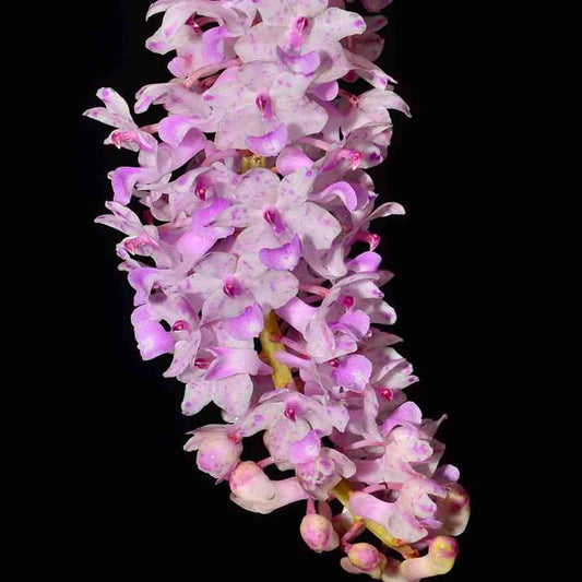 Rhynchostylis retusa Pink sp. Orchid Plant - BS