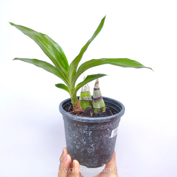 Catasetum (FDK.) Sunset Ridge Bakers Wine Sunset - BS