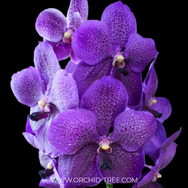Vanda Robert’s Delight Blue - Seedling | SS