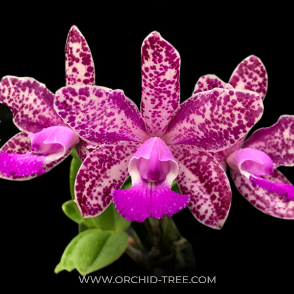 Cattleya Royal Cognac - BS