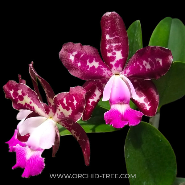 Cattleya Royal Cognac - BS