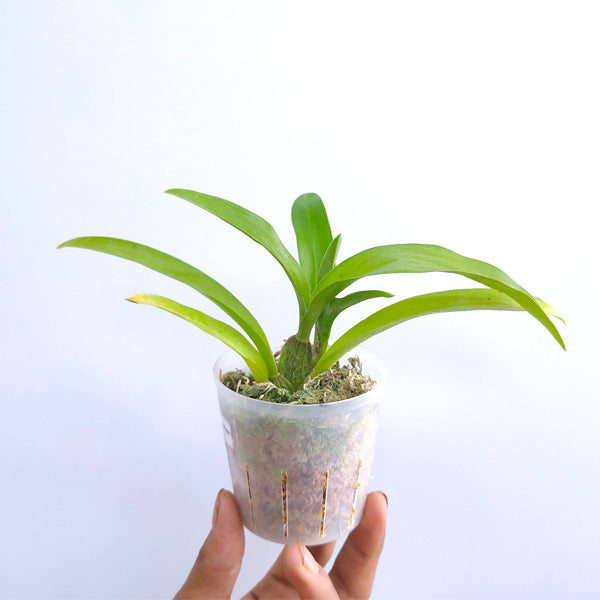 Oncidium Hwuluduen Ruby Gem 'Diana' - | BS