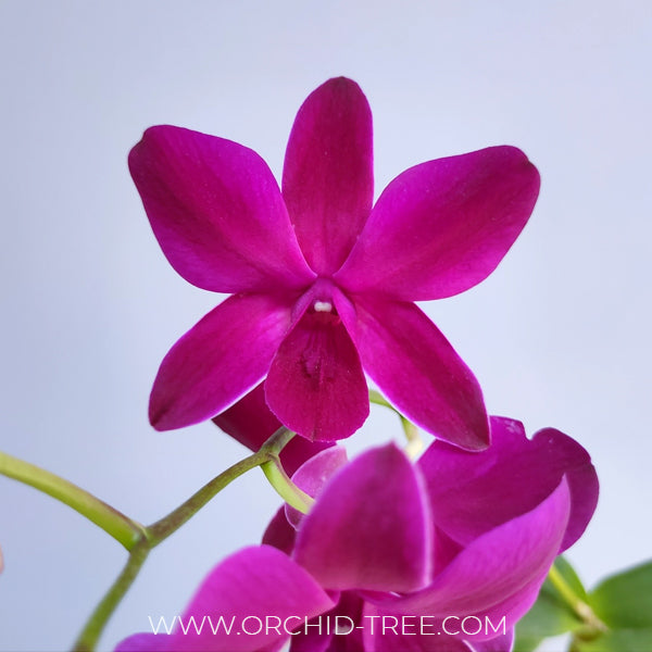 Dendrobium Ruby Red x Sakda Beauty - BS