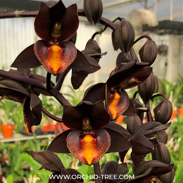 Catasetum Ryan Harrington - BS