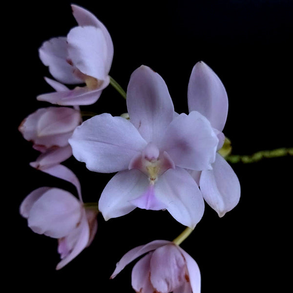 Spathoglottis Light Lavender - BS