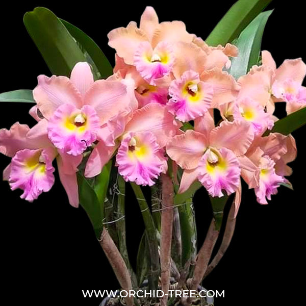 Cattleya Monthathip Belle 'Sra' - BS