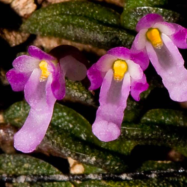 Schoenorchis scolopendria sp. - BS