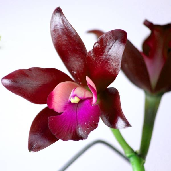Cattleya (Lc.) Sagarik Wax - BS