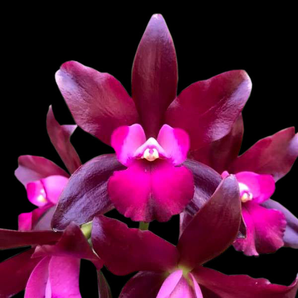 Cattleya (Lc.) Sagarik Wax - BS