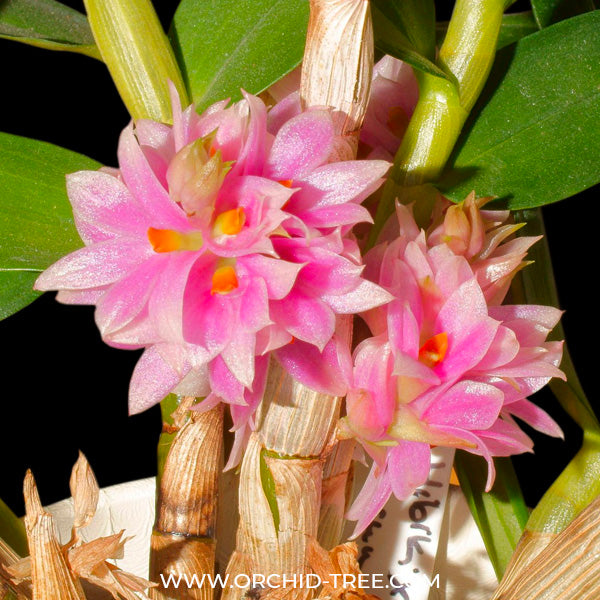 Dendrobium Sakurako - BS