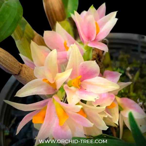 Dendrobium Sakurako - BS