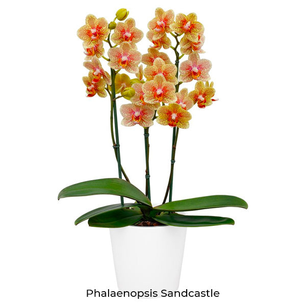 Phalaenopsis Seedling Combo SS | Pack of 10