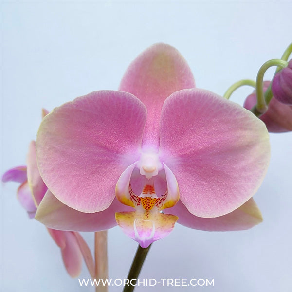 Phalaenopsis Sandstone - FF