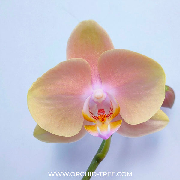 Phalaenopsis Sandstone - FF