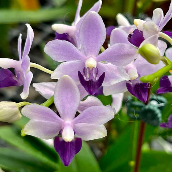 Phalaenopsis Tzu Chiang Sapphire 'Blue' - BS