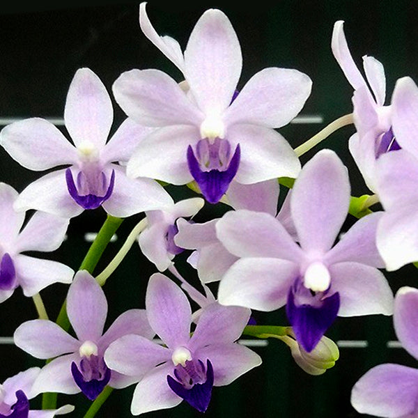 Phalaenopsis Tzu Chiang Sapphire 'Blue' - BS