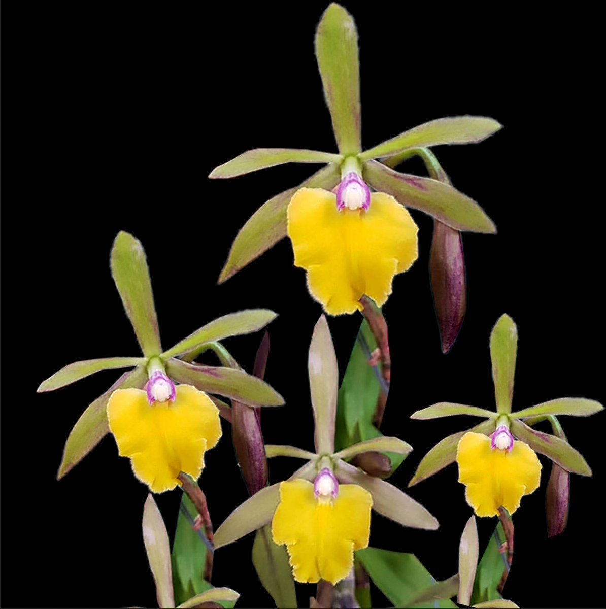 Cattleya (Epc.) Rene Marques Flame Thrower x Rvm. Janette Reader - BS