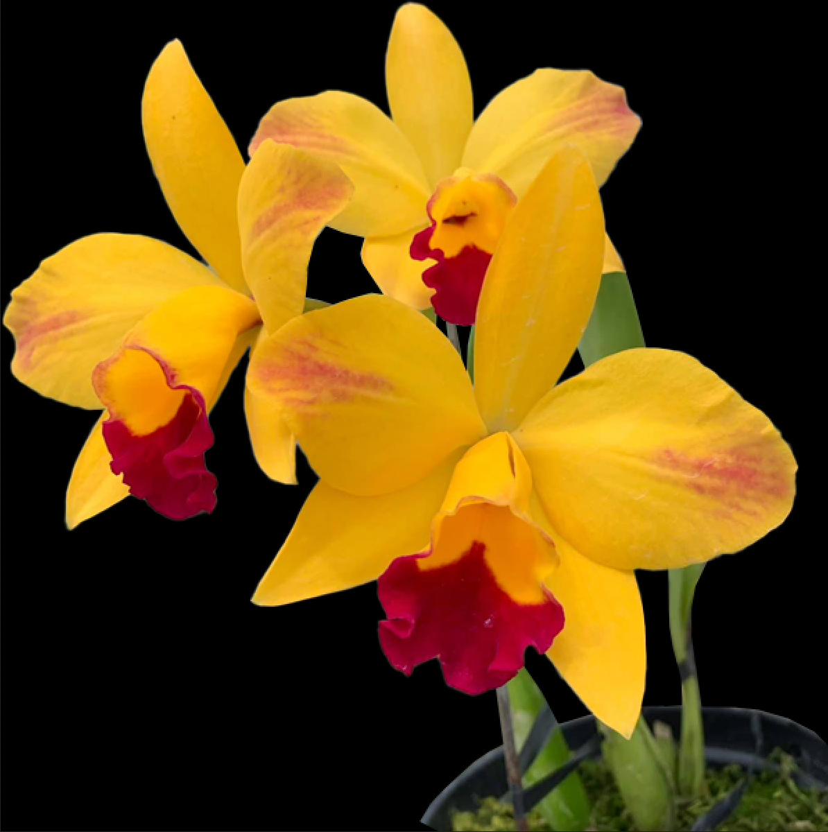 Cattleya (Rlc.) Hsingying Sunbeam 'Juliets' Orchid Plant - BS
