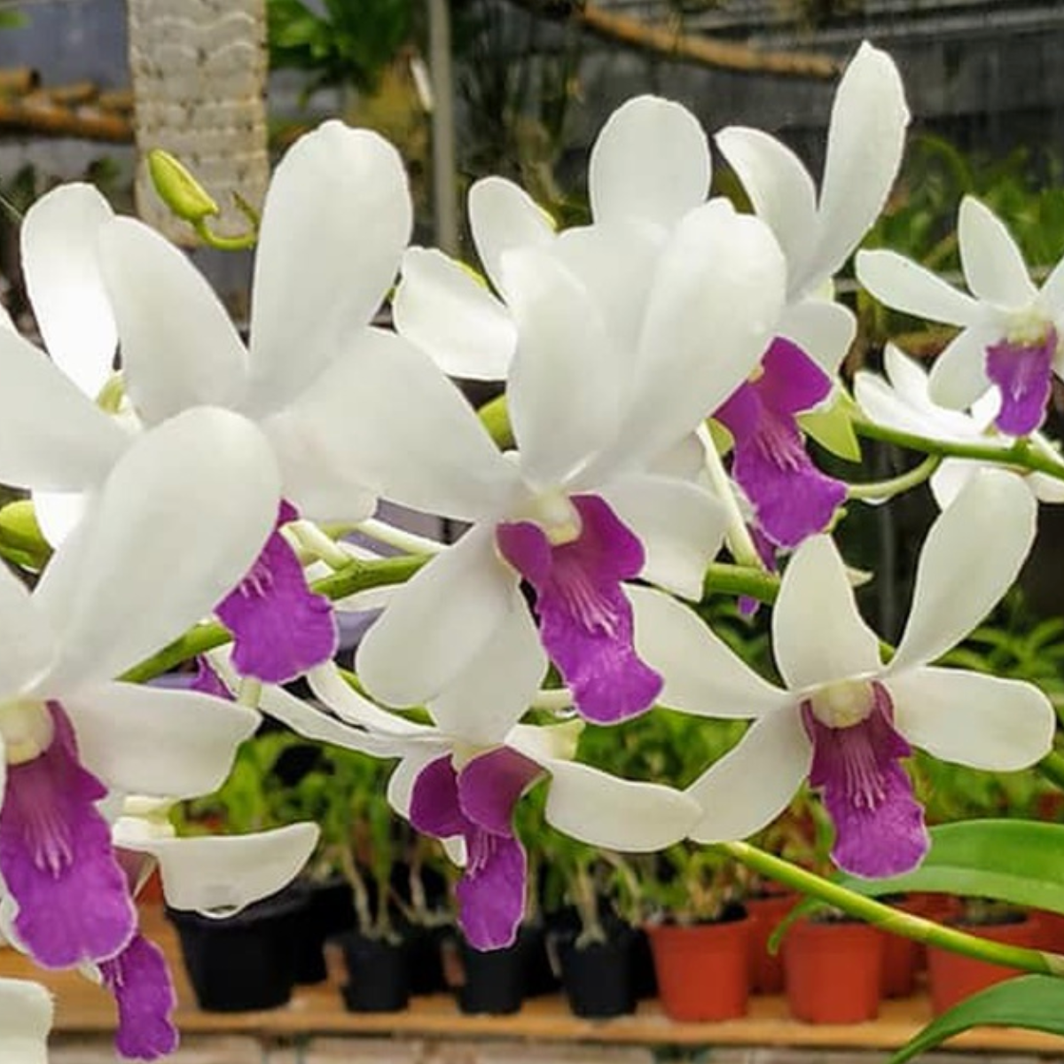 Dendrobium Wooleng - BS