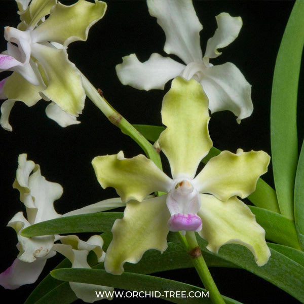 Vanda tessellata var. semi alba sp. - BS
