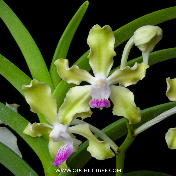 Vanda tessellata var. semi alba sp. - BS