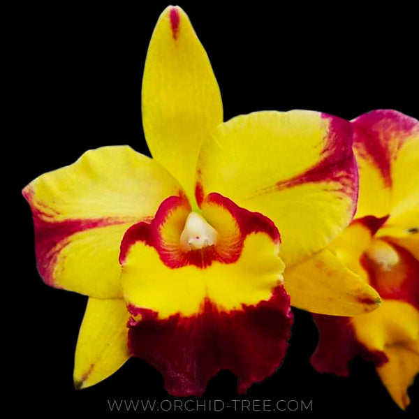 Cattleya Shang Ding Beauty - Without Flowers | BS - Buy Orchids Plants Online by Orchid-Tree.com