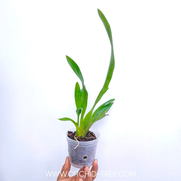 Oncidium Sharry Baby - BS - Buy Orchids Plants Online by Orchid-Tree.com