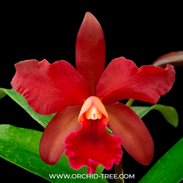 Cattleya (Ctt.) India Rose Sherwood - BS