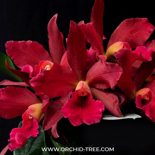 Cattleya (Ctt.) India Rose Sherwood - BS