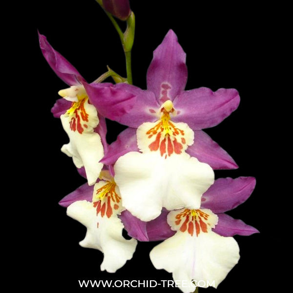 Oncidium Guan Shin Pink Lady - FF